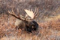 Large Alaska Bull Moose Royalty Free Stock Photo