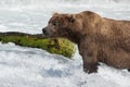 Large Alaskan brown bear Royalty Free Stock Photo
