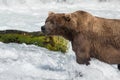 Large Alaskan brown bear Royalty Free Stock Photo