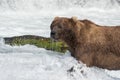 Large Alaskan brown bear Royalty Free Stock Photo