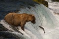 Alaskan brown bear with salmon Royalty Free Stock Photo