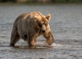 Alaskan brown bear with salmon Royalty Free Stock Photo