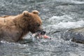 Alaskan brown bear with salmon Royalty Free Stock Photo