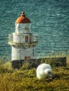 A large albatros chick with lighthouse on the background