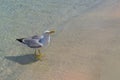 A large albatross sits on a sandy seashore.