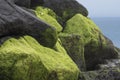 Large algae covered black boulders as a sea defence