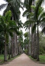 Large alley of Royal Palm Trees in Rio de Janeiro Botanical Garden, Brazil. Royalty Free Stock Photo