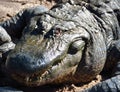 Large Alligator Royalty Free Stock Photo