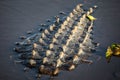 Large alligator back laying in the water under the sun Royalty Free Stock Photo