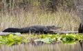 Large alligator basking in the Okefenokee Swamp Billy`s Lake, Georgia