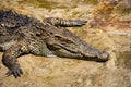 Large alligator basking in the sun on a large rock Royalty Free Stock Photo