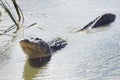 Large Alligator Calls Royalty Free Stock Photo