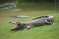 A Large crocodile walking on the grass Royalty Free Stock Photo