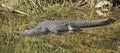 Large alligator everglades national Park Florida Royalty Free Stock Photo