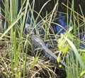 Large alligator everglades national Park Florida Royalty Free Stock Photo