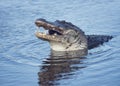 Large alligator with a fish Royalty Free Stock Photo