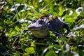 Large alligator laying in the grass under the sun Royalty Free Stock Photo