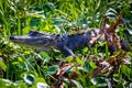 Large alligator laying in the grass under the sun Royalty Free Stock Photo