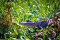 Large alligator laying in the grass under the sun Royalty Free Stock Photo