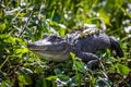 Large alligator laying in the grass under the sun Royalty Free Stock Photo