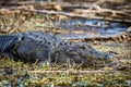Large alligator laying in the grass under the sun Royalty Free Stock Photo