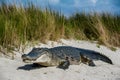 Large alligator lounges serenely amidst sandy dunes, basking quietly