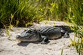 Large alligator lounges serenely amidst sandy dunes, basking quietly