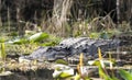 Large alligator lurking in blackwater swamp Royalty Free Stock Photo