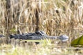 Large alligator lurking in Maidencane Okefenokee swamp prairie marsh