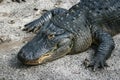 Large Alligator Royalty Free Stock Photo