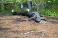 Large Alligator near the Water