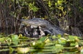 Large Alligator Portrait showing teeth and scales Royalty Free Stock Photo