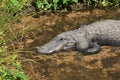 Large Alligator relaxing in the sun at a park in Florida