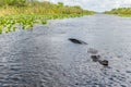 Alligator seen from airboat in Everglades national park, Florida, United States of America Royalty Free Stock Photo