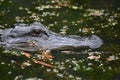Large Alligator Side Profile in Swamp Water