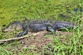 A large alligator sunning in the swamp Royalty Free Stock Photo