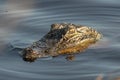 Alligator waiting for prey in marsh