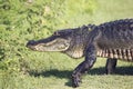 Large Alligator Walking
