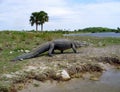 Large Alligator Walking On A River Bank