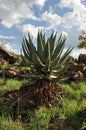 Large Aloe
