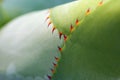 Large aloe thorns in detail. Macrophoto thorns in aloe leaf