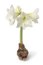 Large amaryllis bulb with white flowers Royalty Free Stock Photo