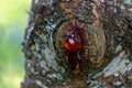 Large amber drop of rosin resin on a plum tree