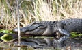 Large American Alligator basking in the sun in the Okefenokee Swamp, Georgia Royalty Free Stock Photo