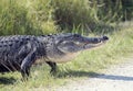 Large alligator walking Royalty Free Stock Photo