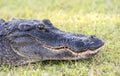 Large American Alligator head close up portrait, Okeffenokee Swamp Georgia Royalty Free Stock Photo