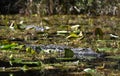 Large American Alligator hidden in swamp lily pads Royalty Free Stock Photo