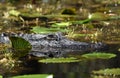 Large American Alligator hidden in swamp lily pads Royalty Free Stock Photo