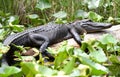 American Alligator basking on a log in the Okefenokee Swamp National Wildlife Refuge, Georgia Royalty Free Stock Photo