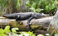 American Alligator basking on a log in the Okefenokee Swamp National Wildlife Refuge, Georgia Royalty Free Stock Photo